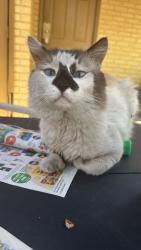 Lost Male Cat last seen E Yukon and N 46th street, Tampa, FL 33617