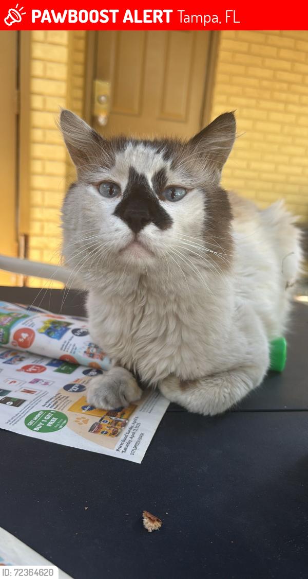 Lost Male Cat last seen E Yukon and N 46th street, Tampa, FL 33617