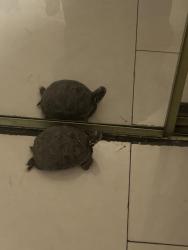 Lost Male Reptile last seen Linwood place Fullerton , Fullerton, CA 92831