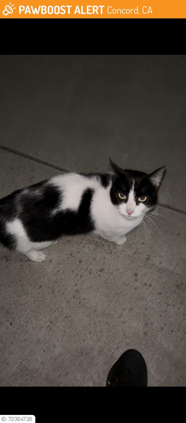 Found/Stray Unknown Cat last seen Bella drive roadside, Concord, CA 94519