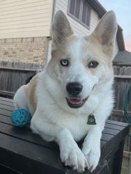 Lost Female Dog last seen Klein & Pahmeyer, New Braunfels, TX 78130