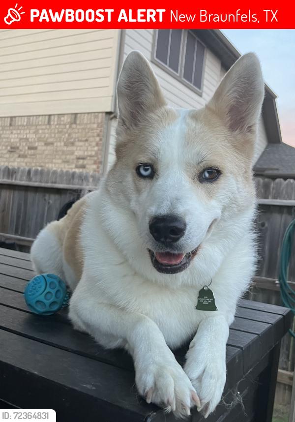 Lost Female Dog last seen Klein & Pahmeyer, New Braunfels, TX 78130