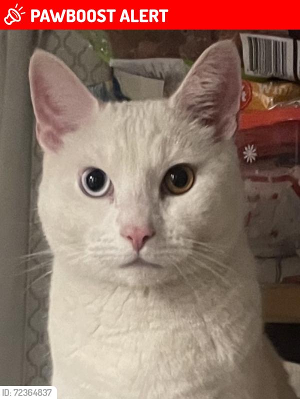 Lost Male Cat last seen Pennsylvania Ave & W Grant Ave, Wilmington Manor, DE 19720