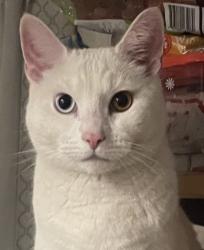 Lost Male Cat last seen Pennsylvania Ave & W Grant Ave, Wilmington Manor, DE 19720