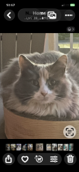 Lost Female Cat last seen s u i c i d e bridge restaurant, East New Market, MD 21631