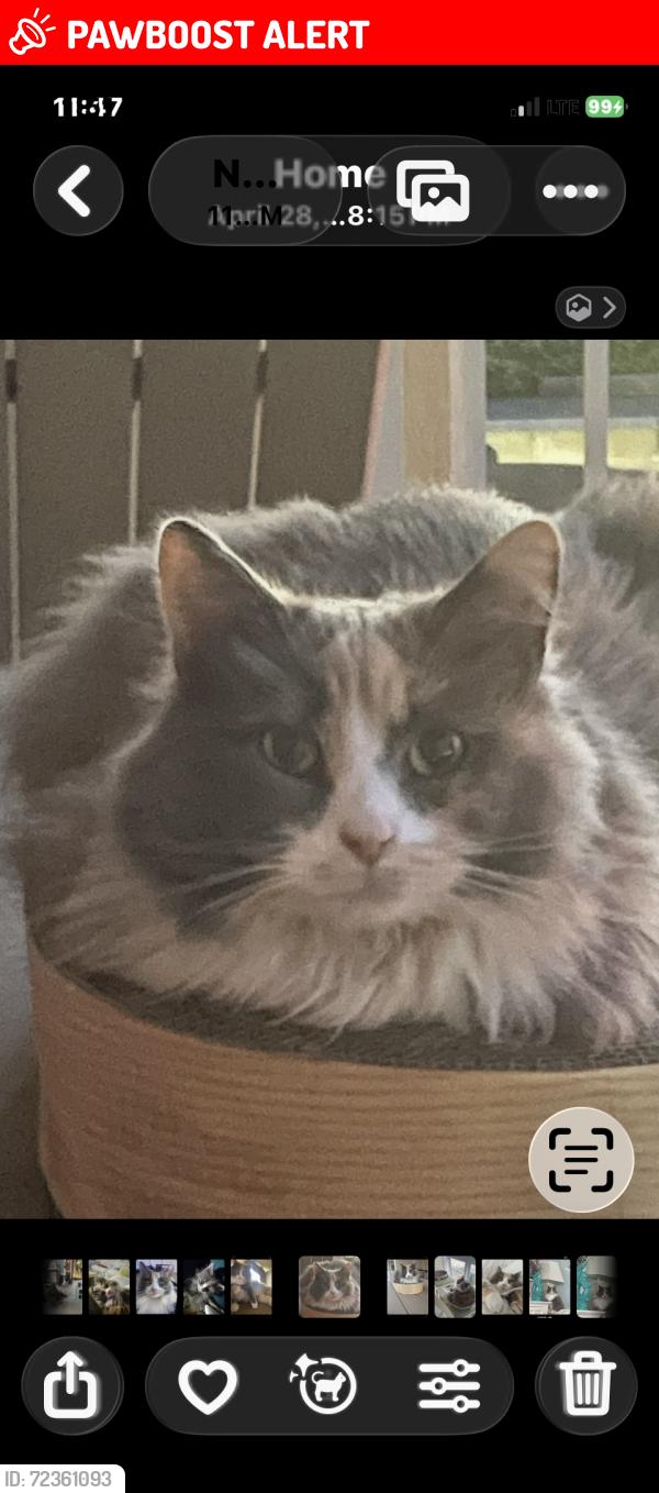 Lost Female Cat last seen s u i c i d e bridge restaurant, East New Market, MD 21631