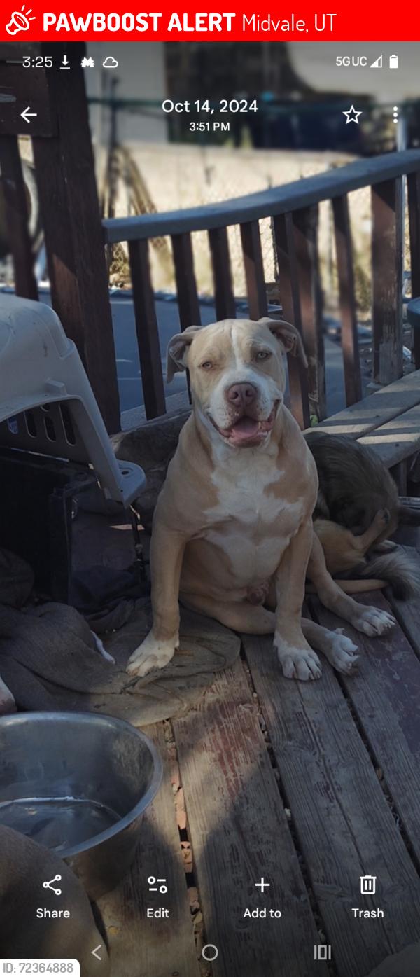 Lost Male Dog last seen Midvale main street, Midvale, UT 84047