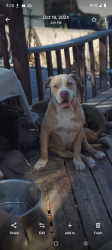 Lost Male Dog last seen Midvale main street, Midvale, UT 84047