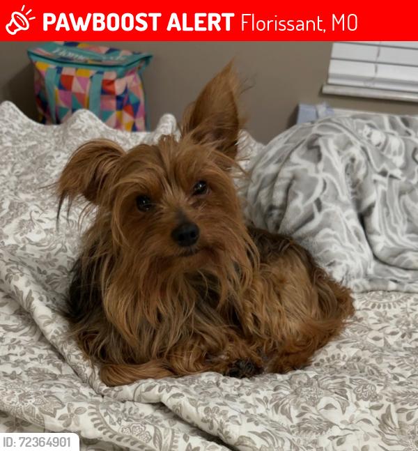 Lost Male Dog last seen Old Jamestown road, Florissant, MO 63033
