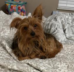 Lost Male Dog last seen Old Jamestown road, Florissant, MO 63033