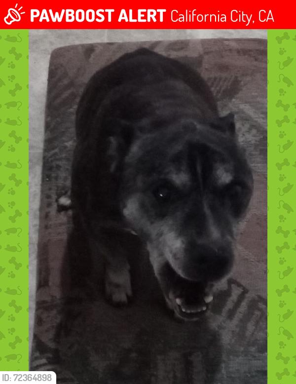 Lost Male Dog last seen California City, CA , California City, CA 93505