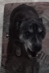 Lost Male Dog last seen California City, CA , California City, CA 93505