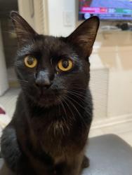 Lost Female Cat last seen 34th yet/Griffen road, Fort Lauderdale, FL 33312