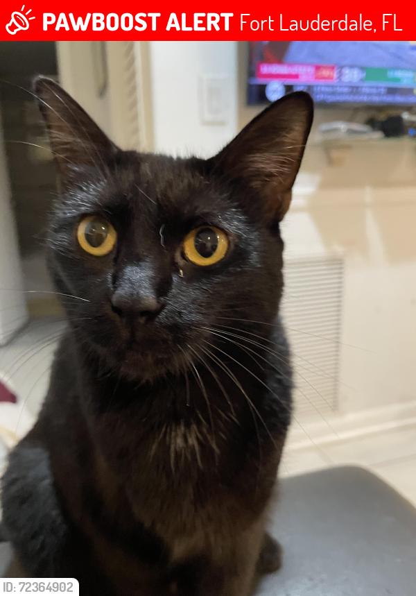 Lost Female Cat last seen 34th yet/Griffen road, Fort Lauderdale, FL 33312