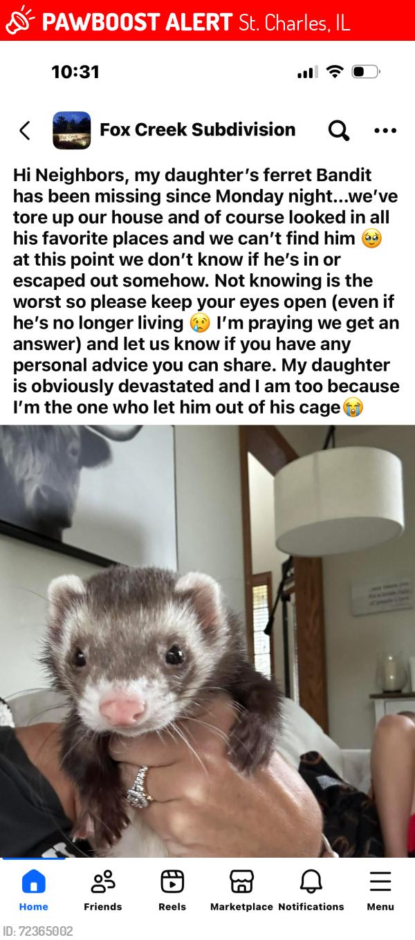 Lost Male Ferret last seen Rt 64 and Old LaFox, St. Charles, IL 60175