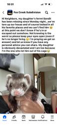 Lost Male Ferret last seen Rt 64 and Old LaFox, St. Charles, IL 60175
