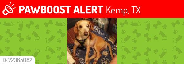 Lost Male Dog last seen Cap city county line road, Kemp, TX 75143