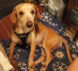 Lost Male Dog last seen Cap city county line road, Kemp, TX 75143