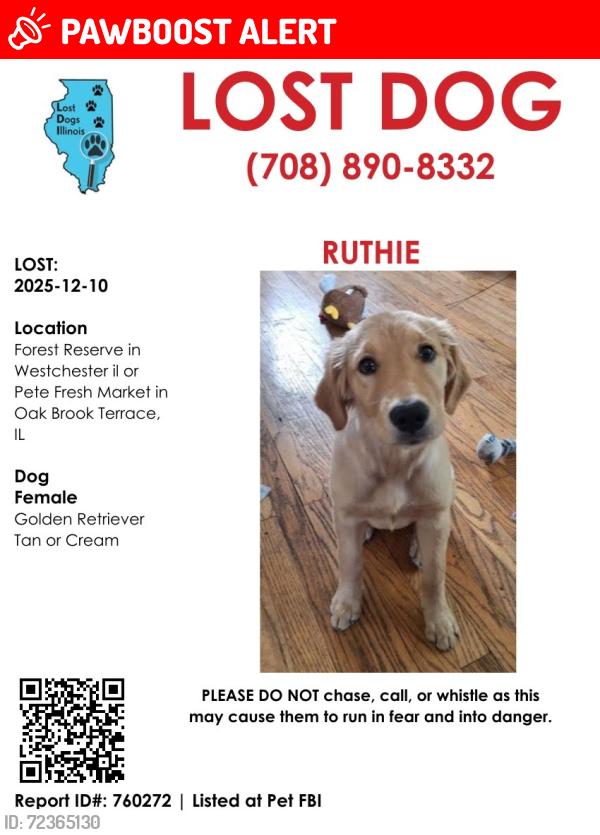 Lost Female Dog last seen Pete's Market , Oakbrook Terrace, IL 60181