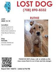 Lost Female Dog last seen Pete's Market , Oakbrook Terrace, IL 60181