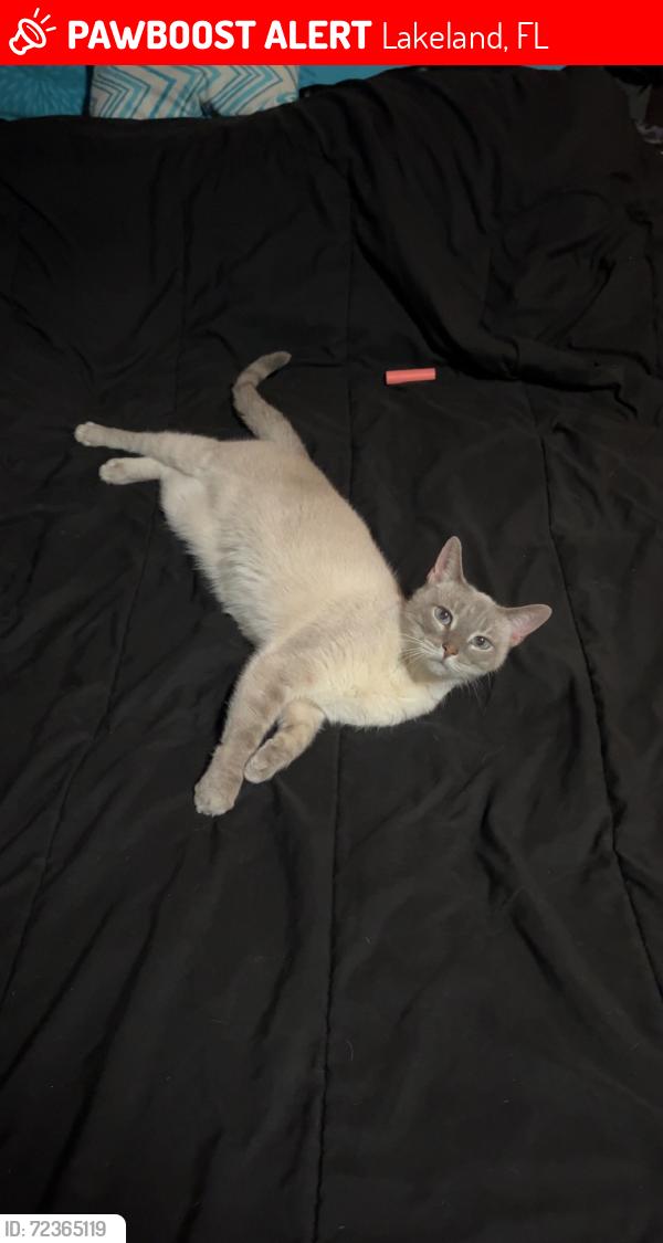 Lost Female Cat last seen Palmetto Ave, Lakeland, FL 33812