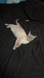 Lost Female Cat last seen Palmetto Ave, Lakeland, FL 33812