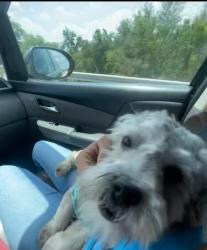 Reunited Male Dog last seen Ninth st se, Winter Haven, FL 33880