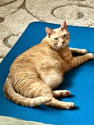 Lost Male Cat last seen Holland and Todd in Wrightsboro community , Wrightsboro, NC 28429
