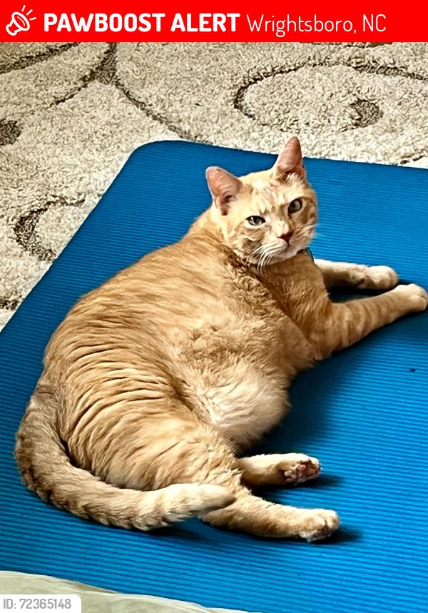 Lost Male Cat last seen Holland and Todd in Wrightsboro community , Wrightsboro, NC 28429