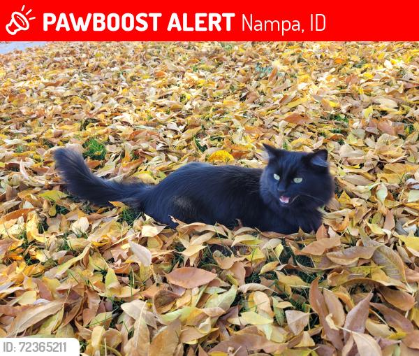 Lost Male Cat last seen Southside and E Oklahoma Ave, by Ronald Reagan Elementary , Nampa, ID 83686