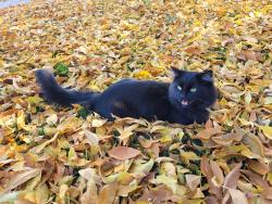 Lost Male Cat last seen Southside and E Oklahoma Ave, by Ronald Reagan Elementary , Nampa, ID 83686