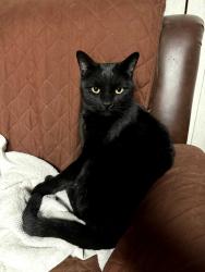 Lost Male Cat last seen 75th Avenue and Osborn, Phoenix, AZ 85033