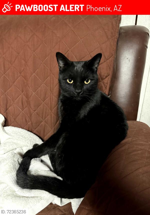 Lost Male Cat last seen 75th Avenue and Osborn, Phoenix, AZ 85033