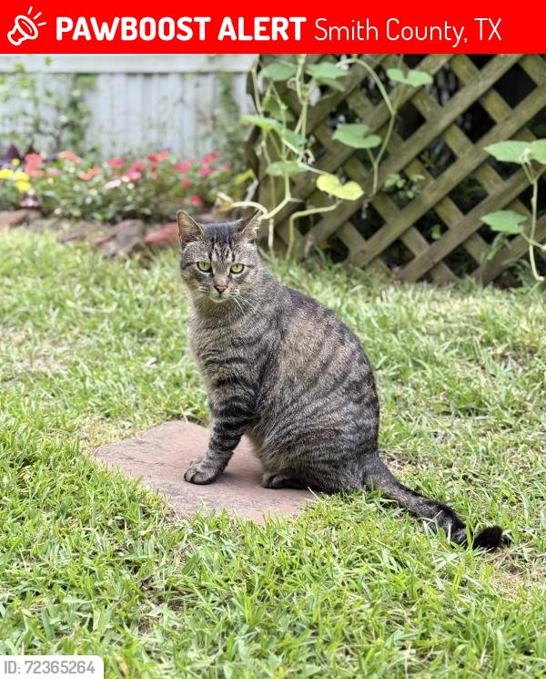 Lost Male Cat last seen Near & County Road 1131 flint tx 75762, Smith County, TX 75709