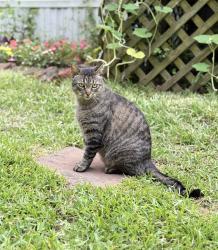 Lost Male Cat last seen Near & County Road 1131 flint tx 75762, Smith County, TX 75709