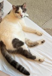 Lost Male Cat last seen Weathers Creek Rd and Shinnville Rd by St. James Church , Mooresville, NC 28115