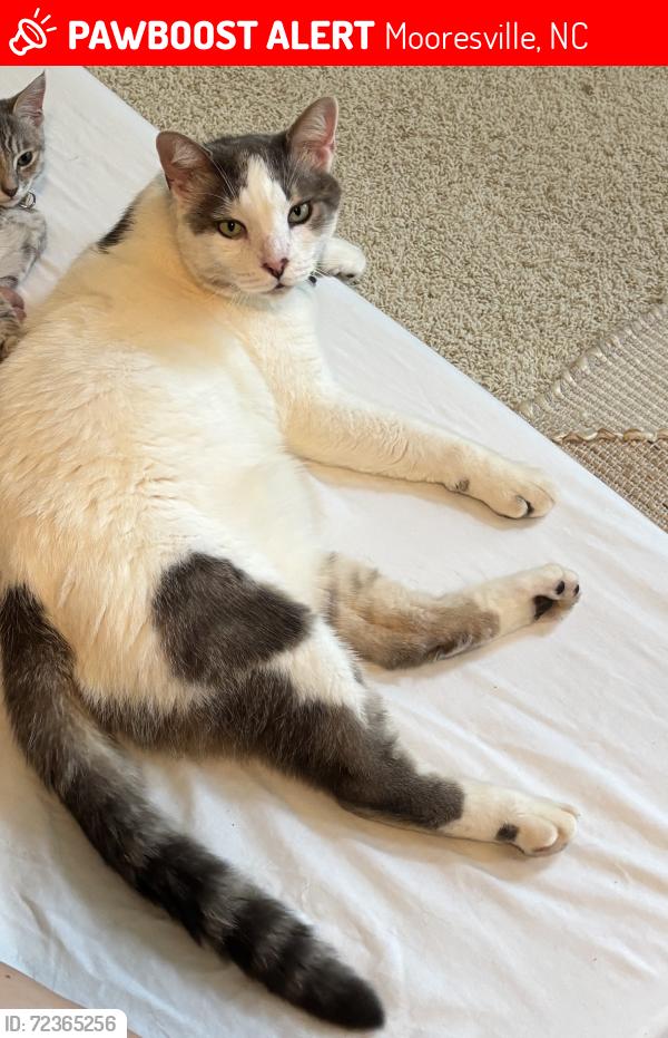 Lost Male Cat last seen Weathers Creek Rd and Shinnville Rd by St. James Church , Mooresville, NC 28115