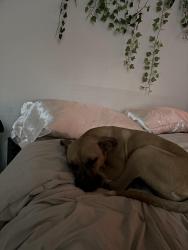 Lost Female Dog last seen turn off from pease, San Antonio, TX 78245