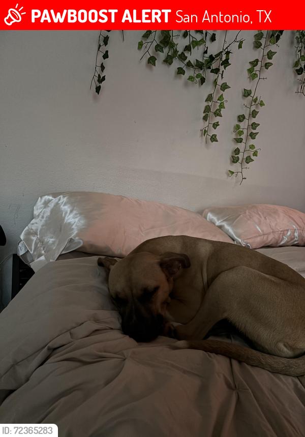Lost Female Dog last seen turn off from pease, San Antonio, TX 78245