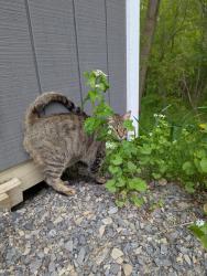 Lost Female Cat last seen holman city and cedar lake road, Clayville, NY 13322