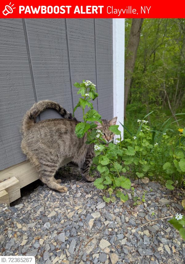 Lost Female Cat last seen holman city and cedar lake road, Clayville, NY 13322