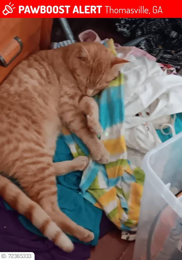 Lost Male Cat last seen Singletary and Stewart , Thomasville, GA 31792