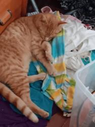 Lost Male Cat last seen Singletary and Stewart , Thomasville, GA 31792
