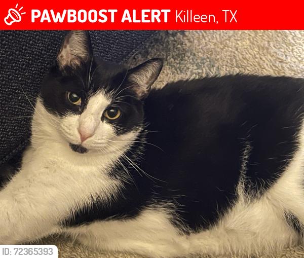 Lost Male Cat last seen Near Armstrong County Ct, Killeen, TX 76549