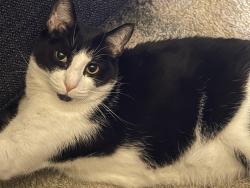 Lost Male Cat last seen Near Armstrong County Ct, Killeen, TX 76549
