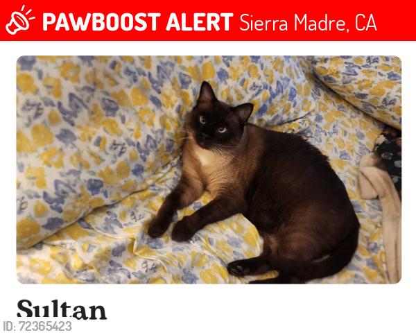 Lost Male Cat last seen Sierra Madre, Sierra Madre, CA 91024