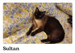 Lost Male Cat last seen Sierra Madre, Sierra Madre, CA 91024