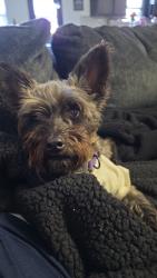 Lost Female Dog last seen Monets garden , San Antonio, TX 78218