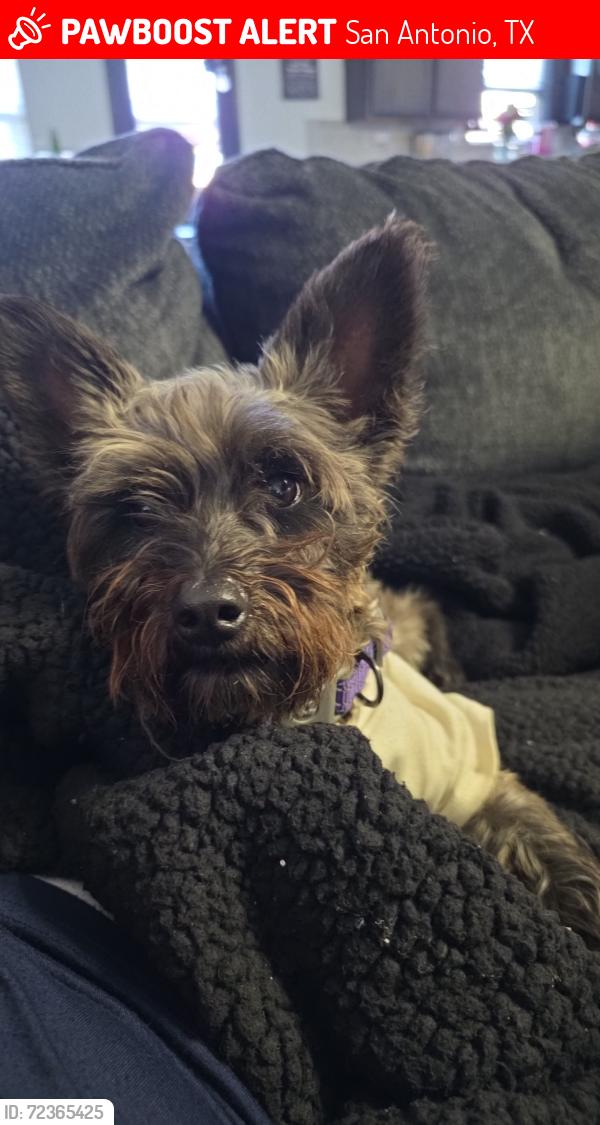 Lost Female Dog last seen Monets garden , San Antonio, TX 78218