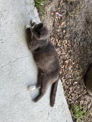 Lost Male Cat last seen NW 137 and 145 Aves, Morriston, FL 32668